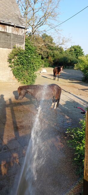 Liebenswerte Shetty Stute, Tina, Horses For Sale, Döbeln, Image 6