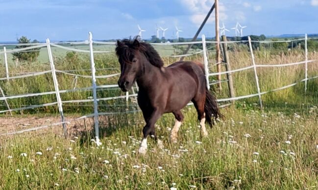 Liebenswerte Shetty Stute, Tina, Horses For Sale, Döbeln, Image 8