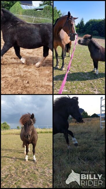 Liebenswerte Shetty Stute, Tina, Horses For Sale, Döbeln, Image 13