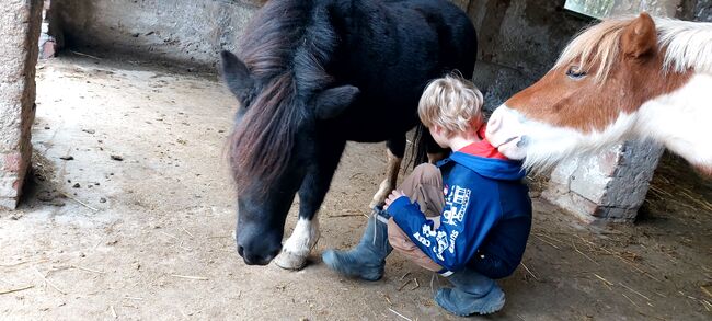 Liebenswerte Shetty Stute, Tina, Horses For Sale, Döbeln, Image 11