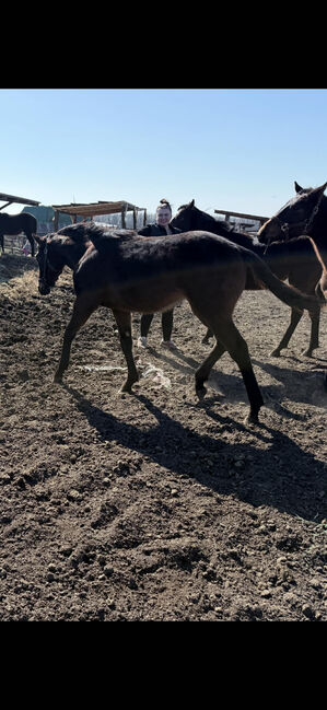 Vielversprechendes Englisches Vollblut-Hengstfohlen/Promising Thoroughbred colt, Glózerné Wágner Krisztina, Horses For Sale, Gyömrő