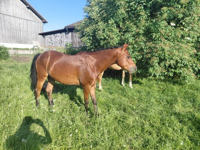 Vielversprechender New Forrest Wallach, Laura Rögner, Horses For Sale, Ansfelden, Image 2