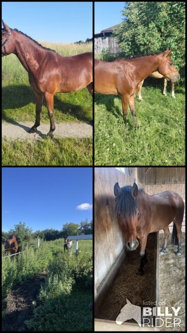 Vielversprechender New Forrest Wallach, Laura Rögner, Horses For Sale, Ansfelden, Image 6
