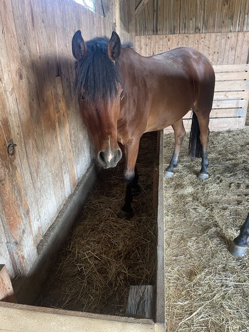 Vielversprechender New Forrest Wallach, Laura Rögner, Horses For Sale, Ansfelden, Image 4