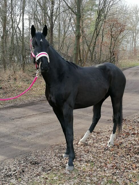 Vielversprechender Oldenburger Wallach, Sarah, Horses For Sale, Brandenburg an der Havel