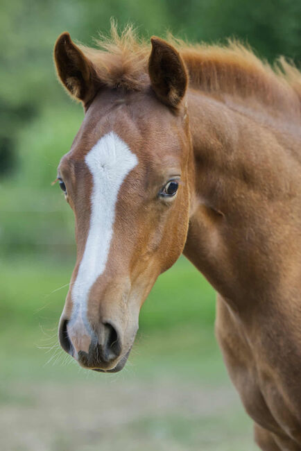 Vielversprechender QH Youngster aus 2025 - Goldrichtig für Sport, Zucht & Freizeit, Kerstin Rehbehn (Pferdemarketing Ost), Horses For Sale, Nienburg, Image 5