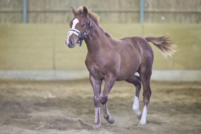 Vielversprechender QH Youngster aus 2025 - Goldrichtig für Sport, Zucht & Freizeit, Kerstin Rehbehn (Pferdemarketing Ost), Horses For Sale, Nienburg, Image 6