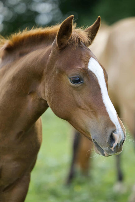 Vielversprechender QH Youngster aus 2025 - Goldrichtig für Sport, Zucht & Freizeit, Kerstin Rehbehn (Pferdemarketing Ost), Horses For Sale, Nienburg, Image 11