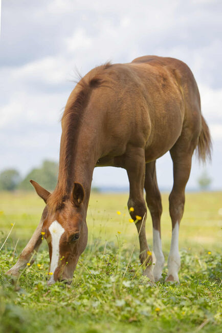 Vielversprechender QH Youngster aus 2025 - Goldrichtig für Sport, Zucht & Freizeit, Kerstin Rehbehn (Pferdemarketing Ost), Horses For Sale, Nienburg, Image 14