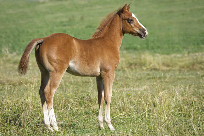 Vielversprechender QH Youngster aus 2025 - Goldrichtig für Sport, Zucht & Freizeit, Kerstin Rehbehn (Pferdemarketing Ost), Horses For Sale, Nienburg, Image 15