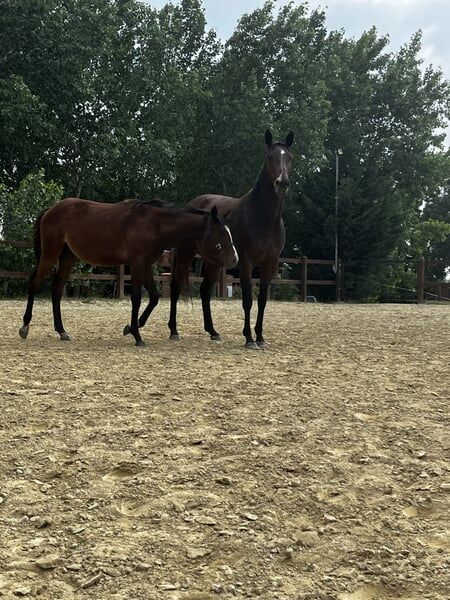 Vielversprechende Jährlingsstute mit Charme und Charakter, Natascha Preyer, Horses For Sale, Glashütten bei Langeck im Burgenland, Image 5