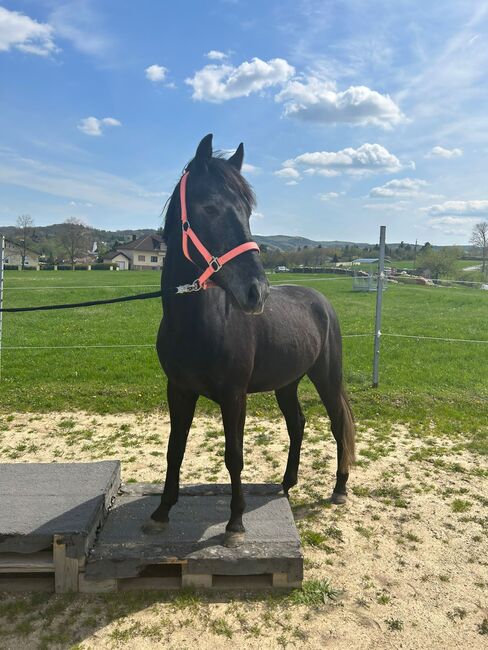 Vielversprechendes Sportpony in Sonderlackierung, Zoe Hackenberg, Horses For Sale, Wien, Floridsdorf, Image 5