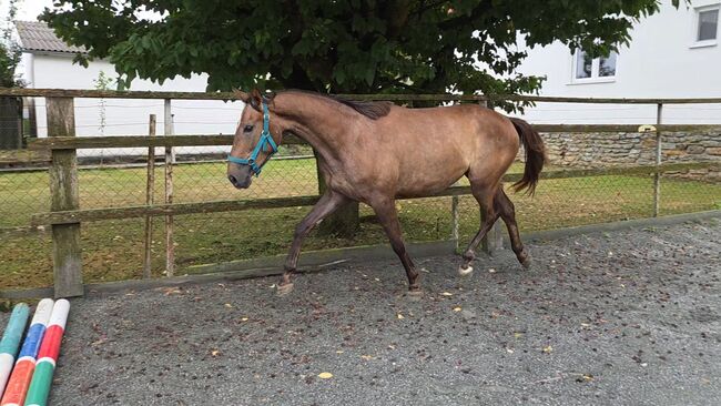 Vielversprechende Stute!, Barbara Granig, Horses For Sale, Unterwart, Image 6