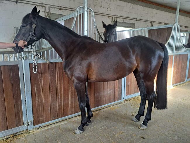 Vielversprechende Stute abstammend von Baloutender x Wolkenstürmer, Pferdevermittlung Leus (Pferdevermittlung Leus ), Horses For Sale, Viernheim, Image 3