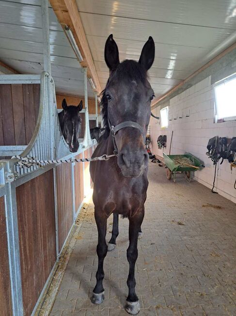 Vielversprechende Stute abstammend von Baloutender x Wolkenstürmer, Pferdevermittlung Leus (Pferdevermittlung Leus ), Horses For Sale, Viernheim, Image 2