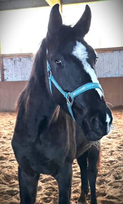 Vielversprechende Stute abstammend von Sir Gradlitz x Rosario, Pferdevermittlung Leus (Pferdevermittlung Leus ), Horses For Sale, Dassel