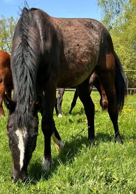 Vielversprechende Stute abstammend von Sir Gradlitz x Rosario, Pferdevermittlung Leus (Pferdevermittlung Leus ), Horses For Sale, Dassel, Image 2