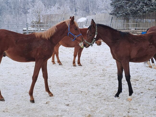 Vielversprechender Junghengst, Cornelia Kolnberger, Horses For Sale, Gmunden, Image 8