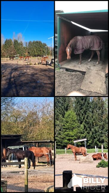 Liebe Stute Pony/Pferd gesucht, Rafaela Wiese , Horses For Sale, Neuenkirchen, Image 5