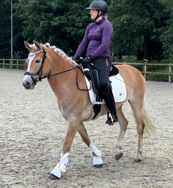 Lovely Friesian mare horse, Alex mockler , Horses For Sale, Albany 