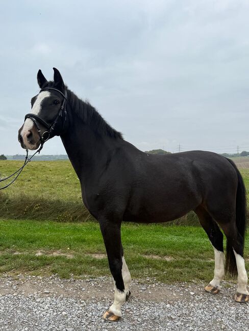 Lieben Wallach abzugeben, Marcel S , Horses For Sale, Mettmann 