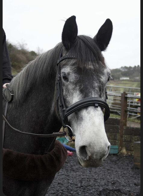 Lovely Irish sports horse, Izzy, Konie na sprzedaż, Crewe