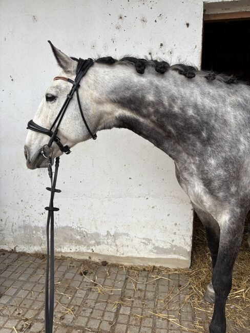 Liebenswerter Lusitanowallach, Vicky, Horses For Sale, Wien, Alsergrund