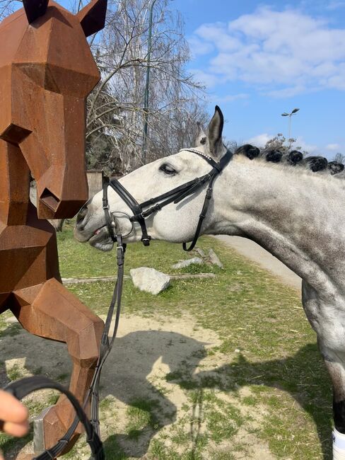 Liebenswerter Lusitanowallach, Vicky, Horses For Sale, Wien, Alsergrund, Image 3