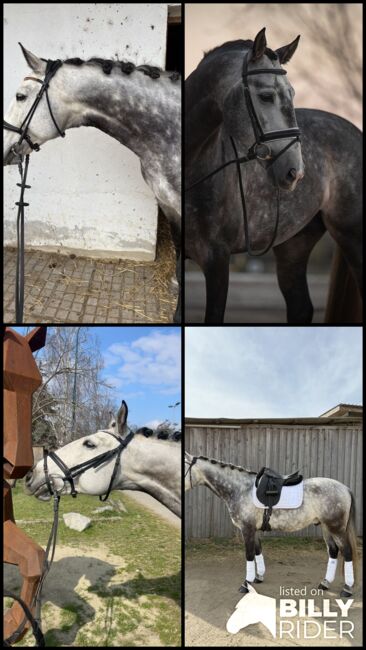 Liebenswerter Lusitanowallach, Vicky, Horses For Sale, Wien, Alsergrund, Image 6