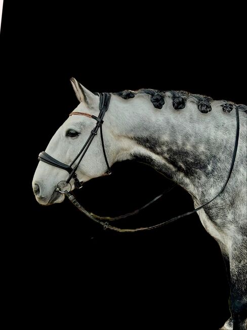 Liebenswerter Lusitanowallach, Vicky, Horses For Sale, Wien, Alsergrund, Image 5