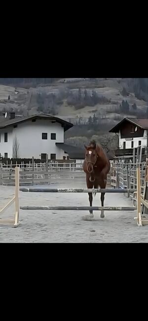 Liebenswerte Stute, Nadja Althaler, Horses For Sale, Schönberg im Stubaital