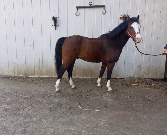 Liebes Pony abzugeben/super brav im Umgang/Wallach, Marcel S , Horses For Sale, Mettmann , Image 6