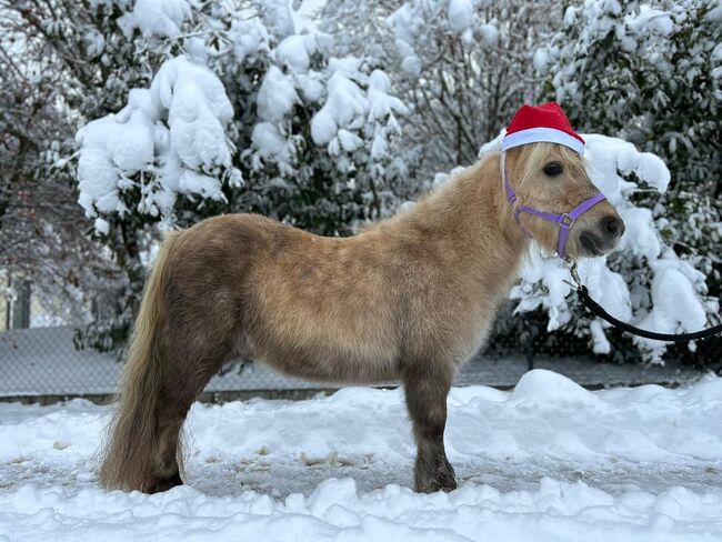 Liebenswerte Shetty-Stute sucht Familie: Palomino mit Papieren, Sport- und Freizeitpferde Fuchs (Sport- und Freizeitpferde Fuchs), Horses For Sale, Ellgau, Image 3