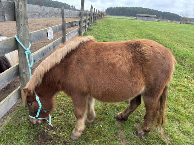 Liebes Shetty sucht liebevolles neues Zuhause!, Claudia Schäf, Horses For Sale, Rednitzhembach , Image 5