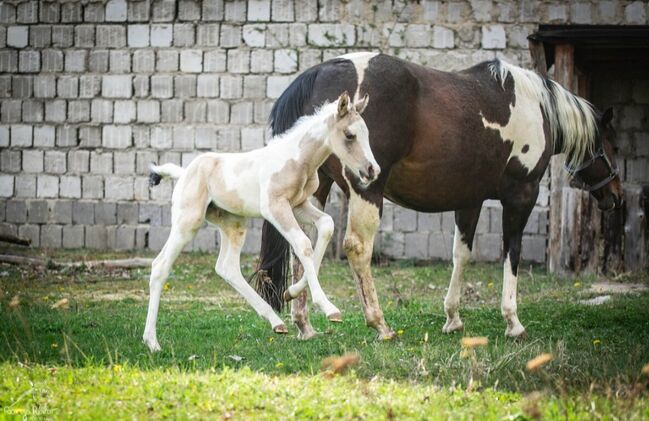 Liebe und zutrauliche Paint Horse Stute Fohlen 4/2026, Rainer, Horses For Sale, Wernigerode