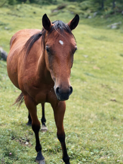 💗 Lovergirl 💗 2j Bay Stute Wimpys Little Step x Topsail, Amelie Liegl, Konie na sprzedaż, Eppan