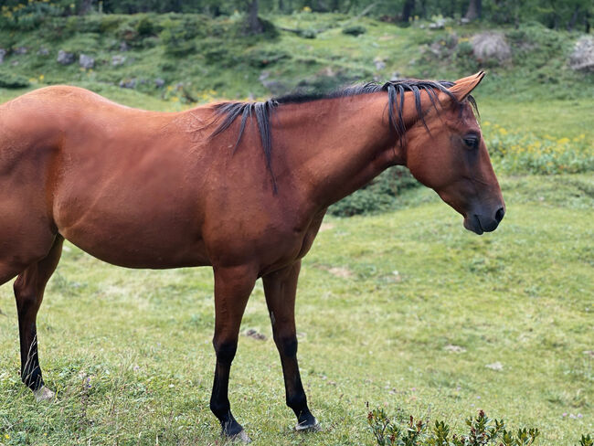 💗 Lovergirl 💗 3j Bay Stute Wimpys Little Step x Topsail, Amelie Liegl, Horses For Sale, Eppan, Image 2