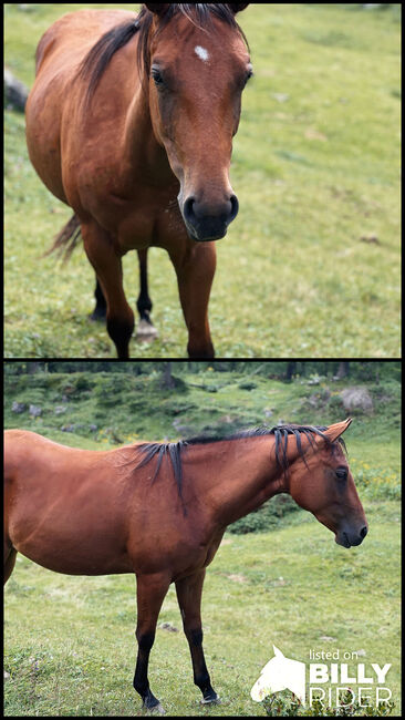 💗 Lovergirl 💗 3j Bay Stute Wimpys Little Step x Topsail, Amelie Liegl, Horses For Sale, Eppan, Image 3