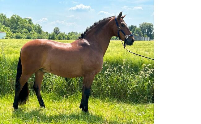 Liebevoller 15-jähriger Spanischer Wallach sucht dich, Sport- und Freizeitpferde Fuchs, Horses For Sale, Ellgau, Image 2