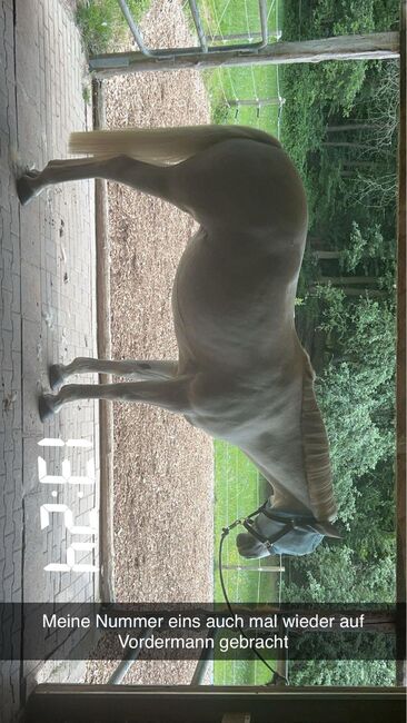 Liebevolles Connemarapony, J.W., Horses For Sale, Trechtingshausen, Image 2