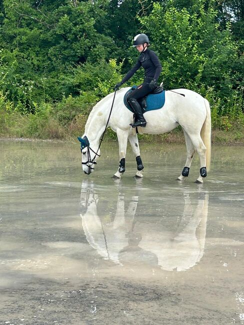 Liebevolles Connemarapony, J.W., Horses For Sale, Trechtingshausen