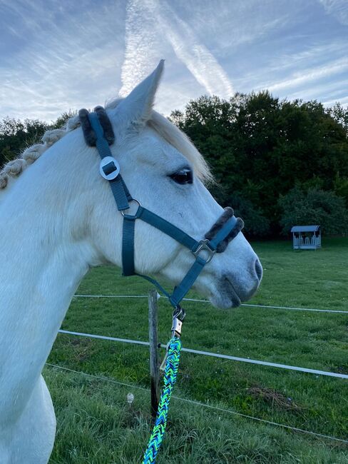 Liebevolles Connemarapony, J.W., Horses For Sale, Trechtingshausen, Image 5