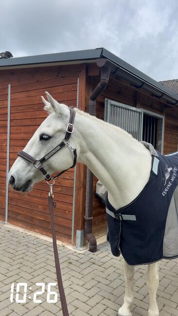 Liebevolles Connemarapony, J.W., Horses For Sale, Trechtingshausen, Image 6