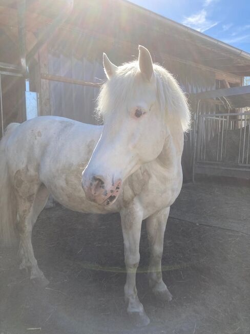 Liebevoller Wallach als Freizeit-Kinder oder Therapiepferd, Lena Zitzenbacher , Horses For Sale, Mölbling, Image 3