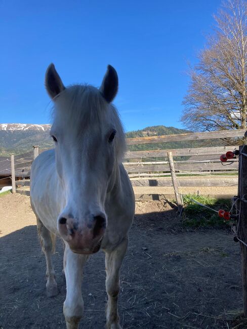 Liebevoller Wallach als Freizeit-Kinder oder Therapiepferd, Lena Zitzenbacher , Horses For Sale, Mölbling, Image 5