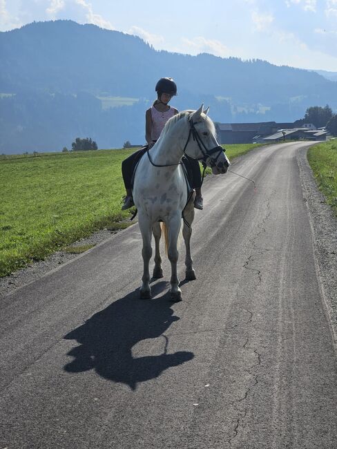 Liebevoller Wallach als Freizeit-Kinder oder Therapiepferd, Lena Zitzenbacher , Horses For Sale, Mölbling, Image 4