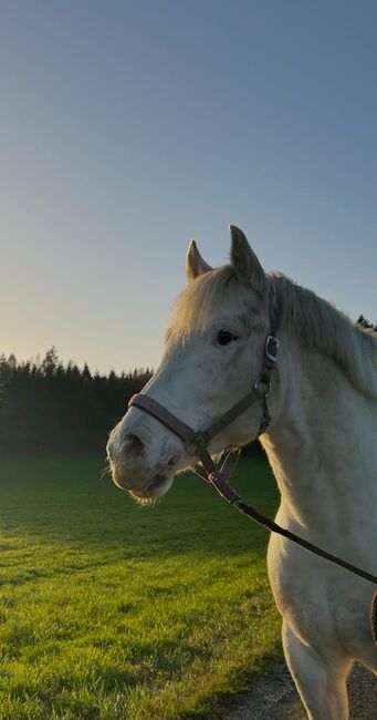 Liebevoller Wallach als Freizeit-Kinder oder Therapiepferd, Lena Zitzenbacher , Horses For Sale, Mölbling