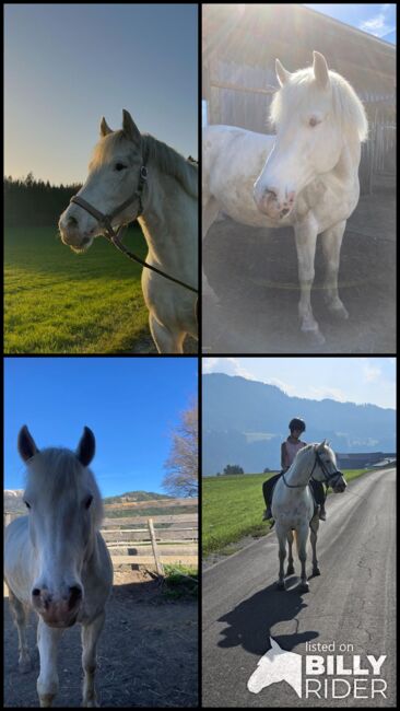 Liebevoller Wallach als Freizeit-Kinder oder Therapiepferd, Lena Zitzenbacher , Horses For Sale, Mölbling, Image 6