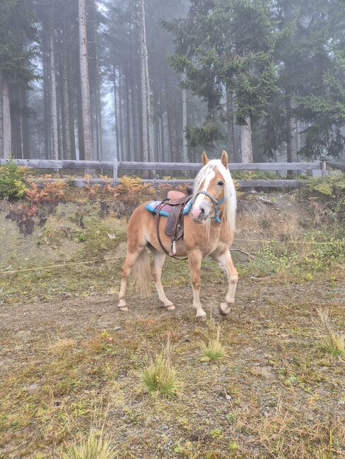 Liebevoller Haflinger, Moni, Horses For Sale, Hüttau