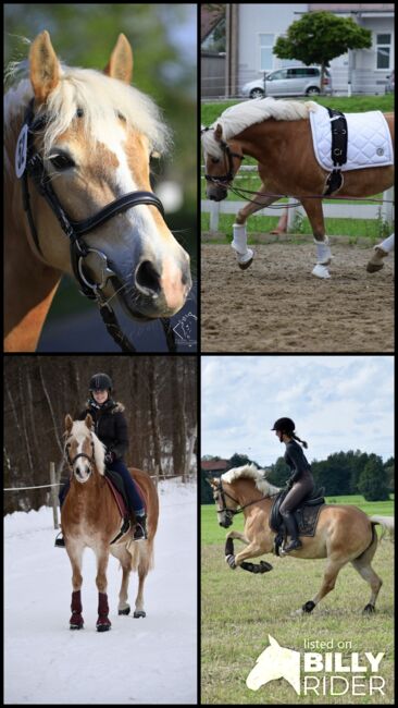 Liebevolle Haflingerstute Cessyna sucht neues Zuhause, Sandra Schrattenecker, Horses For Sale, Waldzell, Image 5